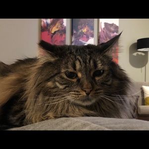 Meet your Posher, Chanchala roy